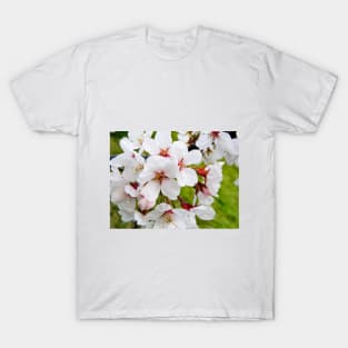 Photography - More cherry blossom T-Shirt